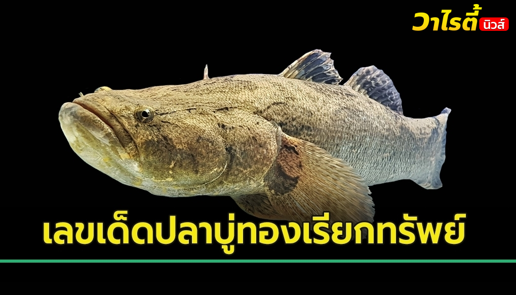คอหวยแห่ส่องปลาบู่ทองเรียกทรัพย์ ลุ้นเลขเด็ดงวดนี้ 16 พ.ค. 69